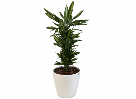 Växt Draceana Cintho, vit, H: 160 cm